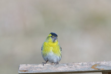 The pine siskin bird eating sunflowers on feeder rack in the spring