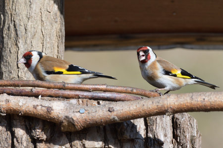 Portrait of bird goldfinch eating fruits and seeds on feeder rackの写真素材