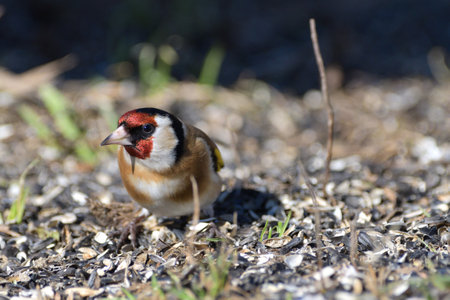 Bird goldfinch feeding of animal game and help of people loving nature