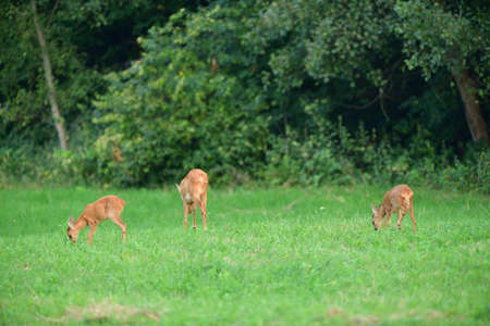Mom deer roe with two young fawn grazes on the grass at sunsetの写真素材
