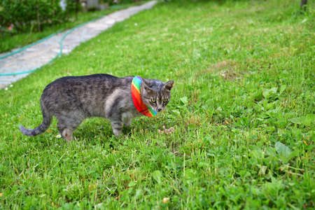 Domestic cat wearing bird warning cat collar covers around the neckの写真素材