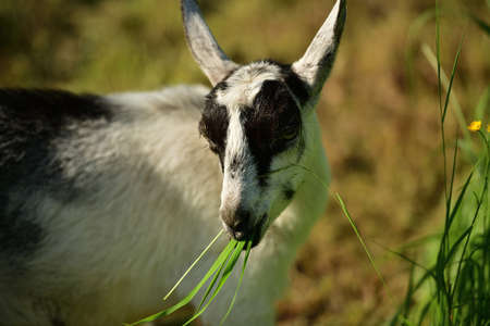 Portrait of a domestic goat's head in a meadowの写真素材