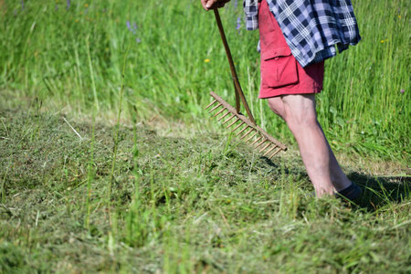 The farmer rakes the hay and the domestic goat runs around him in the meadowの写真素材