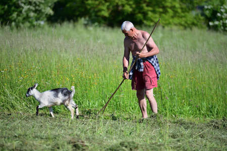 A domestic goat jumps across a meadow in the summer around a farmer who rakes hay