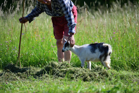 The farmer rakes the hay and the domestic goat runs around him in the meadowの写真素材