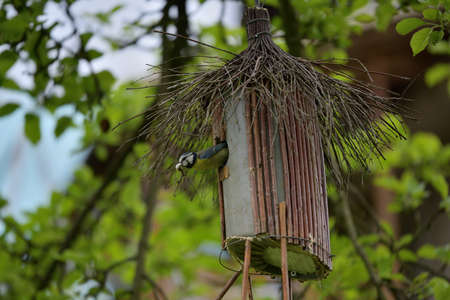 The blue titmouse nests in a birdhouse made of branches and plasticの写真素材