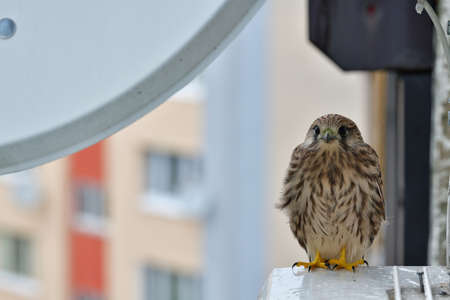 Young european kestrel sits on a windowsill on building in a housing estateの写真素材
