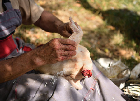 Peeling chicken from feathers by hand in the villageの写真素材