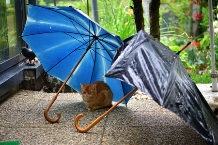 A domestic cat sleeps under an umbrella during the rainの写真素材