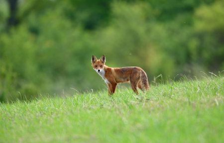 Portrait of red fox walking on the meadow grassの写真素材
