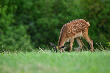 Deer fawn on pasture grazing  on green meadow grassの写真素材