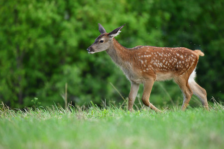 Deer fawn on pasture grazing  on green meadow grassの写真素材
