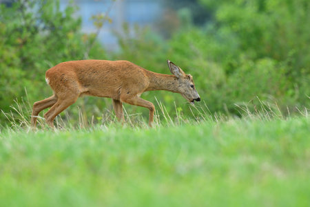 Roe deer jumping in agricultural fieldの写真素材
