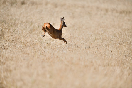 Roe deer jumping in agricultural fieldの写真素材