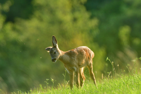 Roe deer fawn grazing grass on meadow in summerの写真素材