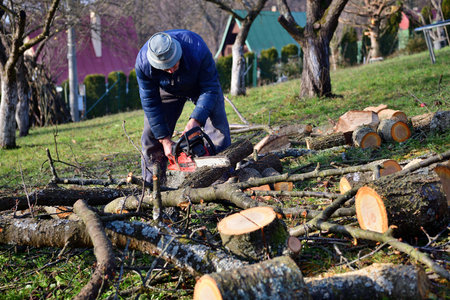 A gardener saws branches in an orchard in autumn with a chainsaw
