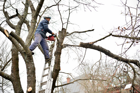 A gardener on a high ladder prunes trees in the garden in autumn