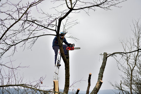 A gardener on a high ladder prunes trees in the garden in autumn