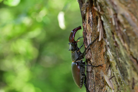 European stag beetle macro photo climbing up a tree twig