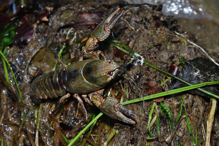 River crayfish macro photo by the stream on a stone