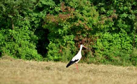 The white stork walks along the mowed meadow in the summerの写真素材