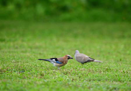 Eurasian collared dove and eurasian jay together in the grass are looking for seeds