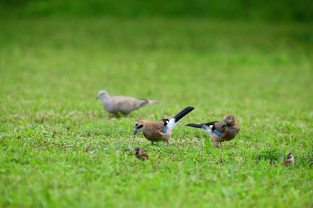 Eurasian collared dove and eurasian jay together in the grass are looking for seedsの写真素材