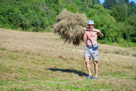 Farmer stacking hay with fork traditional in the village on field