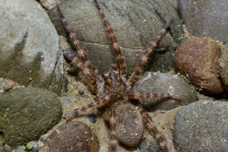 Wolf Spider lycosa hunting between stones near the river