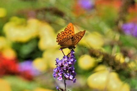 The comma polygonia butterfly fly in meadow full of colorful flowersの写真素材