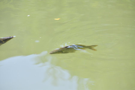 River carp opens its mouth above the surface to catch food