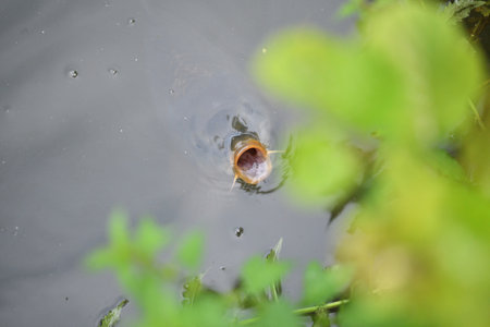 River carp swims on the surface of the pond and catches oxygenの写真素材