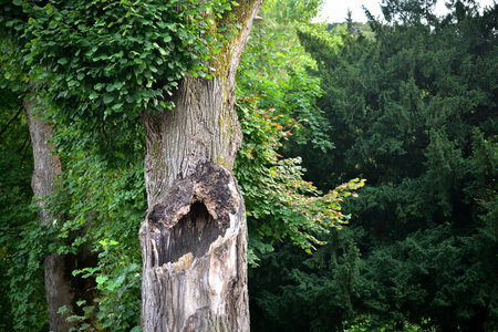 A large fallen tree in the forest across a hiking trail