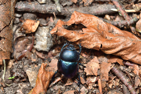 Macro photo of a dor beetle on a forest path with leavesの写真素材