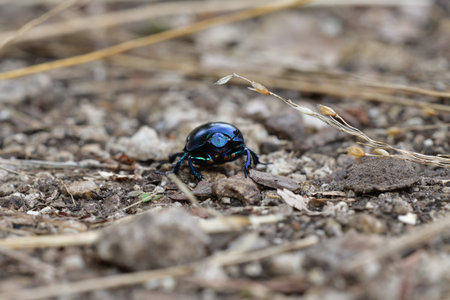 Macro of the dor beetle walking on the ground in the forest