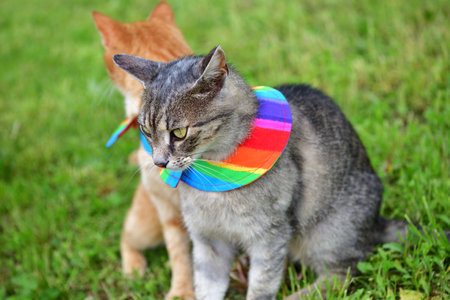 Domestic cat wearing bird warning cat collar covers around the neckの写真素材