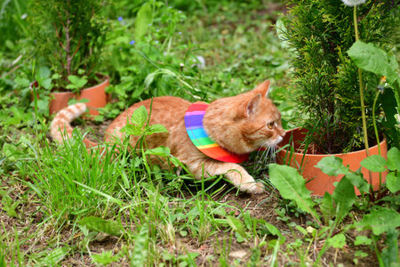 Domestic cat wearing bird warning cat collar covers around the neckの写真素材