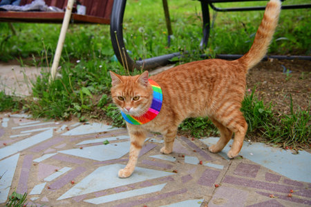 Domestic cat wearing bird warning cat collar covers around the neckの写真素材