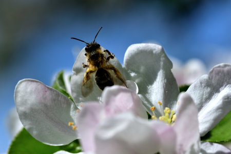 Macrophotography of bee polinating the white flower of the fruit apple tree