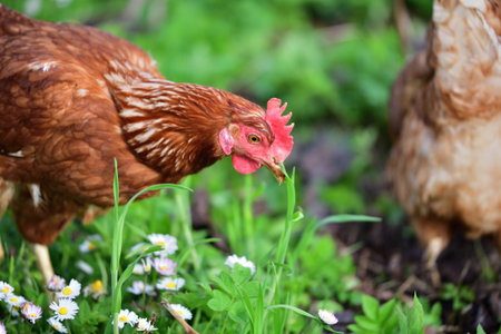 Head of domestic chicken eating green vegetable leaves in the farmer field