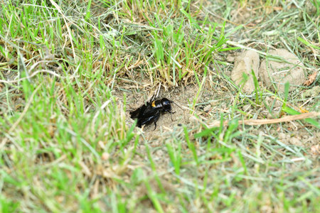 European field cricket comes out of a hole in the ground to the surface