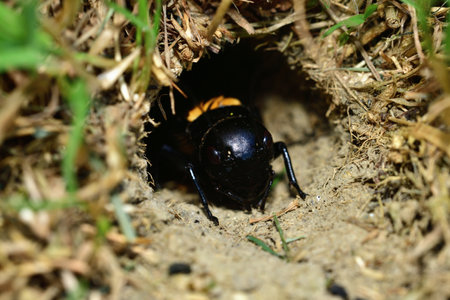 Portrait of a Gryllus campestris near its hole on a meadow in the grassの写真素材