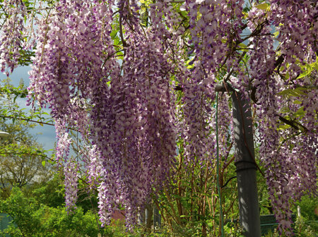 Detail of a blooming flower blooming wisteria in the gardenの写真素材