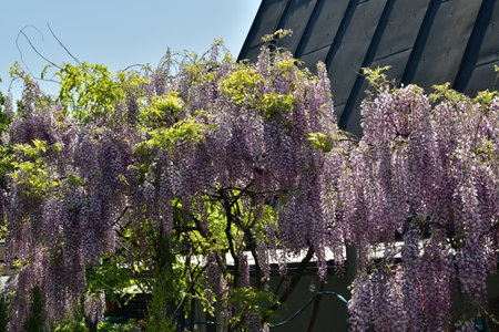 The wisteria flower blooms in spring in the garden near the houseの写真素材