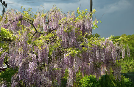 The wisteria flower blooms in spring in the garden near the houseの写真素材