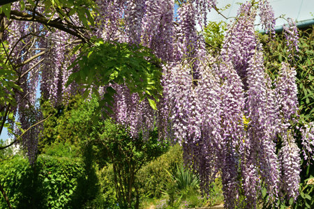 Detail of a blooming flower blooming wisteria in the gardenの写真素材