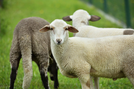 Domestic sheep grazing on pasture protected by a fenceの写真素材