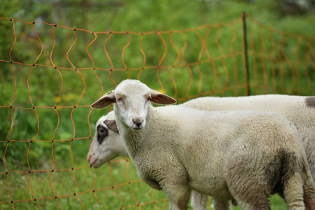 Home-bred sheep in a garden fenced with an electric gridの写真素材