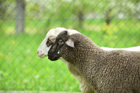 Close-up of a sheep's head on the farm on the meadow