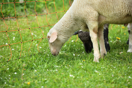Home-bred sheep in a garden fenced with a gridの写真素材